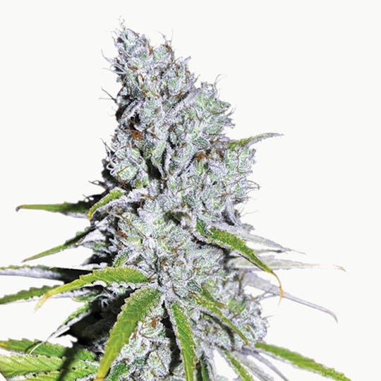 Dutch Passion Seed Company - CBD Skunk Haze - 1