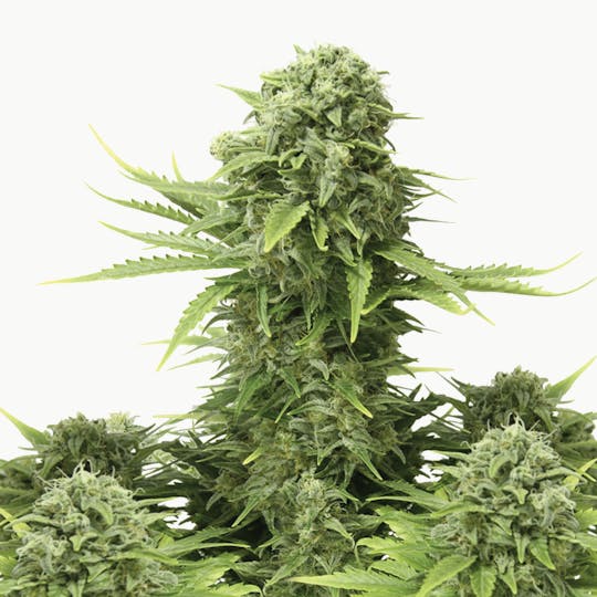 Dutch Passion Seed Company - StarRyder - 1