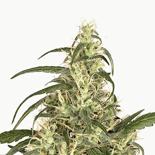 Dutch Passion Seed Company - Skunk #11 - 1