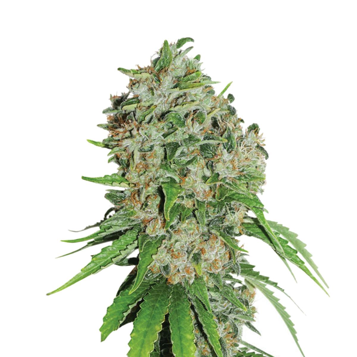 Dutch Passion Seed Company - Outlaw - 1