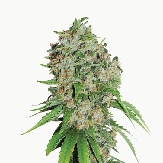 Dutch Passion Seed Company - Outlaw - 1