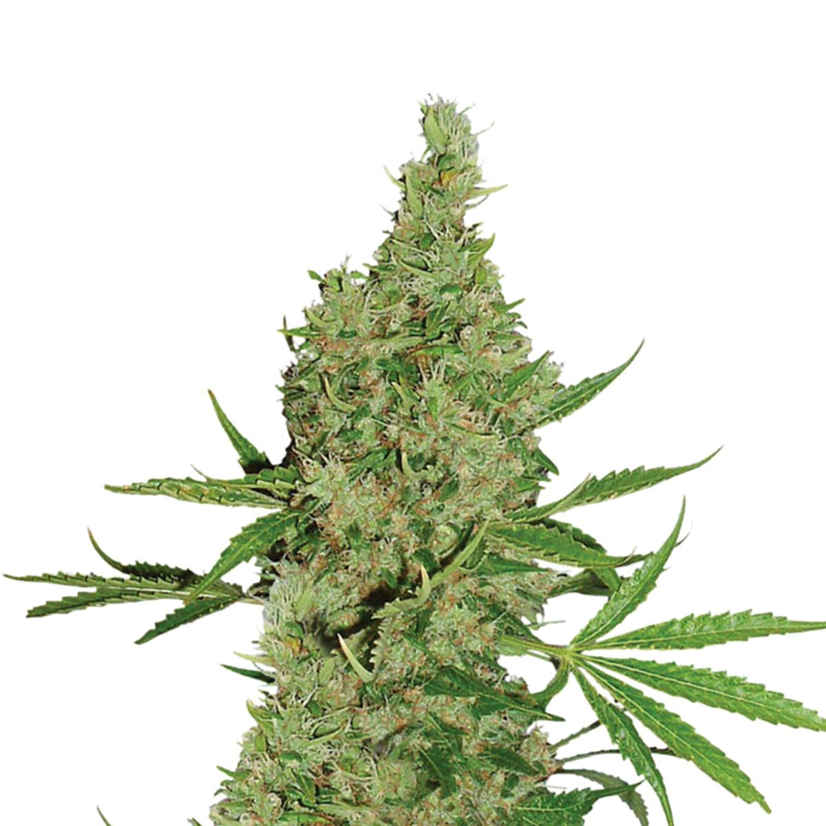 Dutch Passion Seed Company - White Widow x The Ultimate - 1