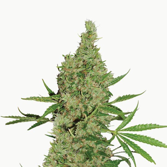 Dutch Passion Seed Company - White Widow x The Ultimate - 1