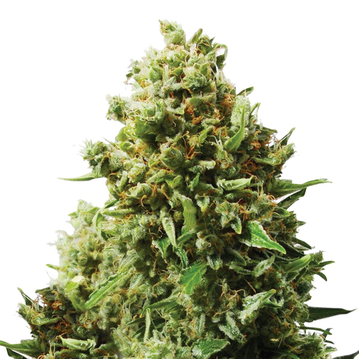 Dutch Passion Seed Company - Think Different - 1