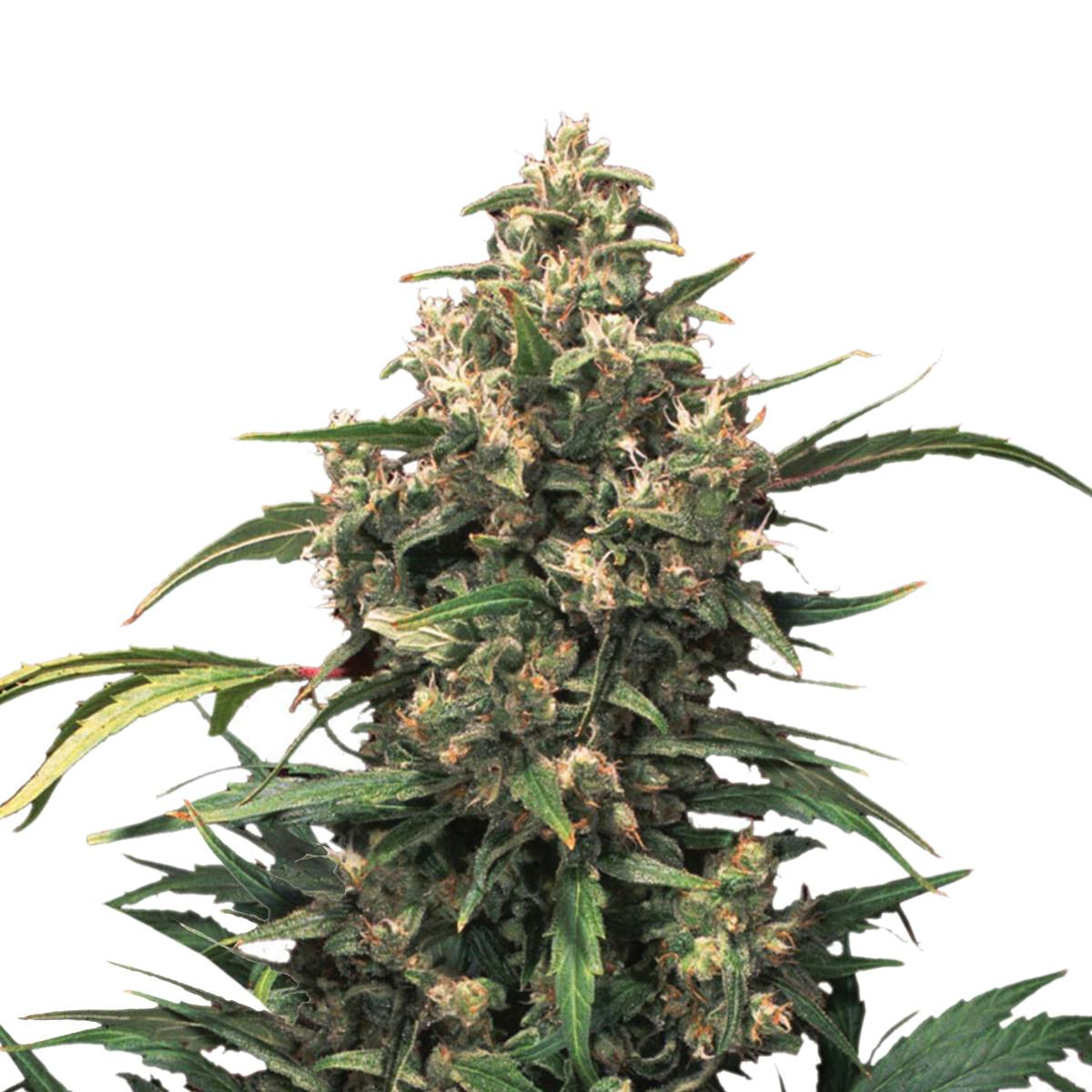 Dutch Passion Seed Company - Strawberry Cough - 1