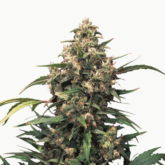 Dutch Passion Seed Company - Strawberry Cough - 1