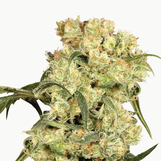 Dutch Passion Seed Company - Freddy's Best - 1