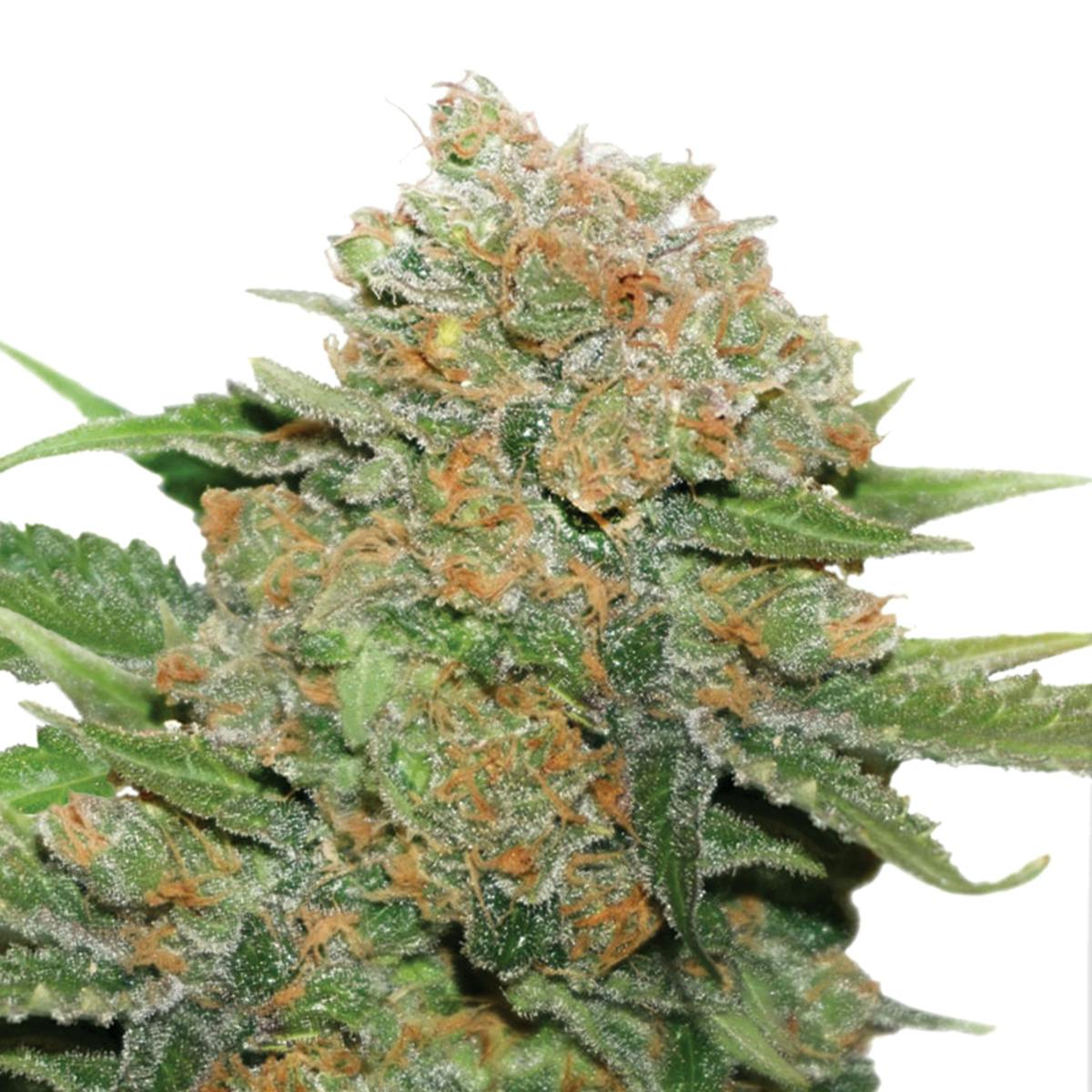 Dutch Passion Seed Company - Night Queen - 1