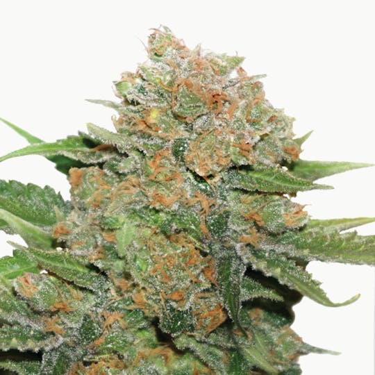 Dutch Passion Seed Company - Night Queen - 1