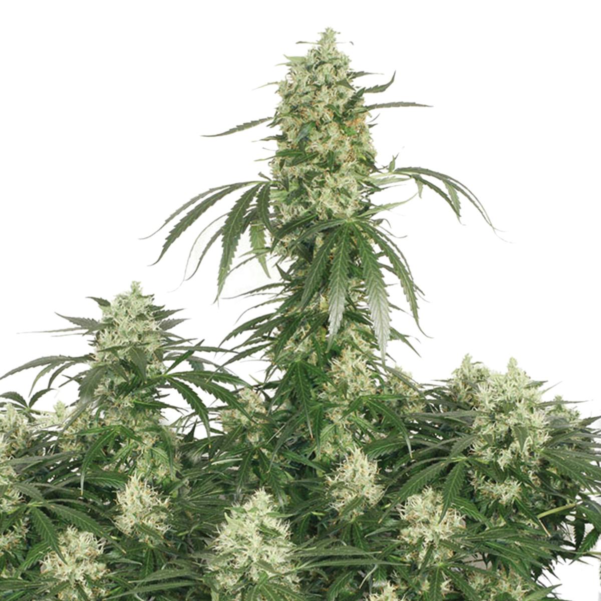 Dutch Passion Seed Company - The Ultimate - 1