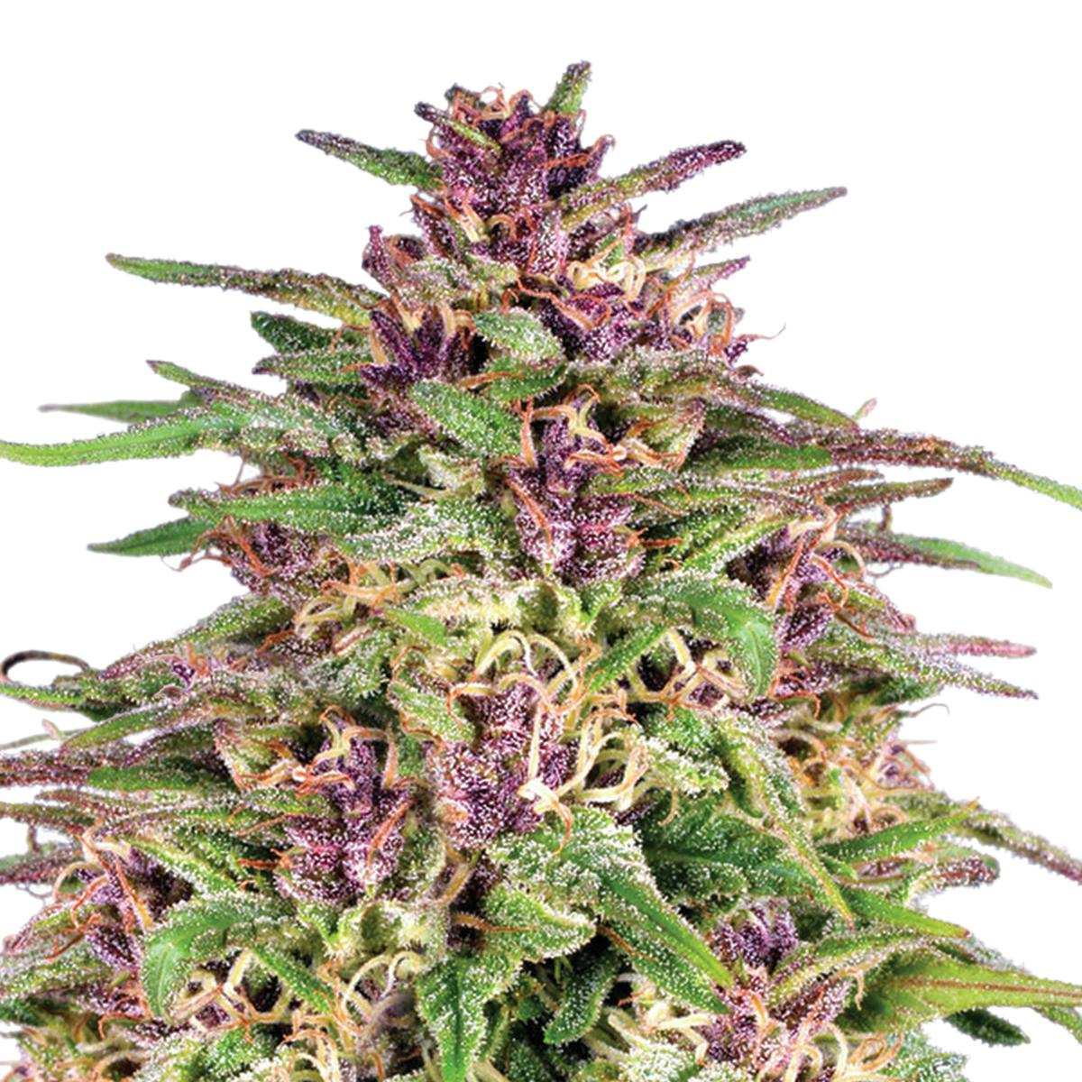 Dutch Passion Seed Company - Frisian Dew - 1