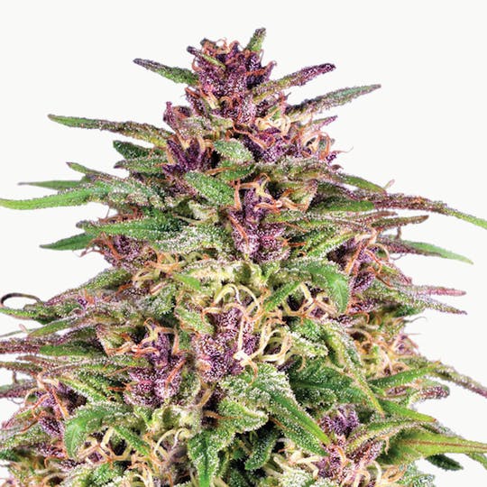 Dutch Passion Seed Company - Frisian Dew - 1