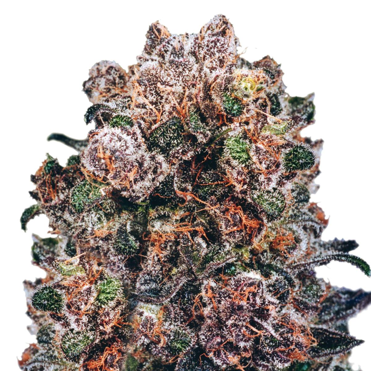 Dutch Passion Seed Company - Blueberry - 1