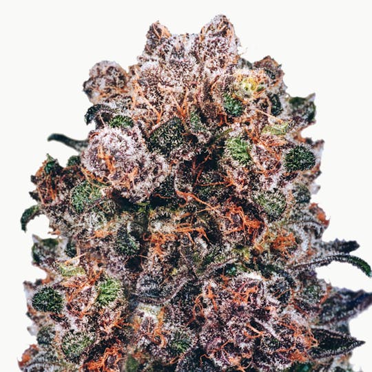 Dutch Passion Seed Company - Blueberry - 1