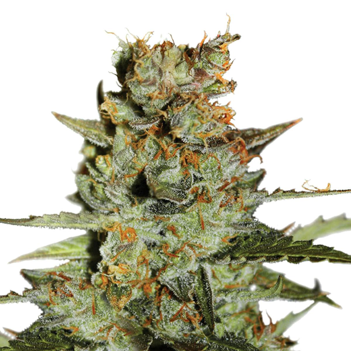 Dutch Passion Seed Company - Auto Blueberry - 1