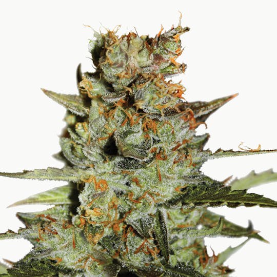 Dutch Passion Seed Company - Auto Blueberry - 1