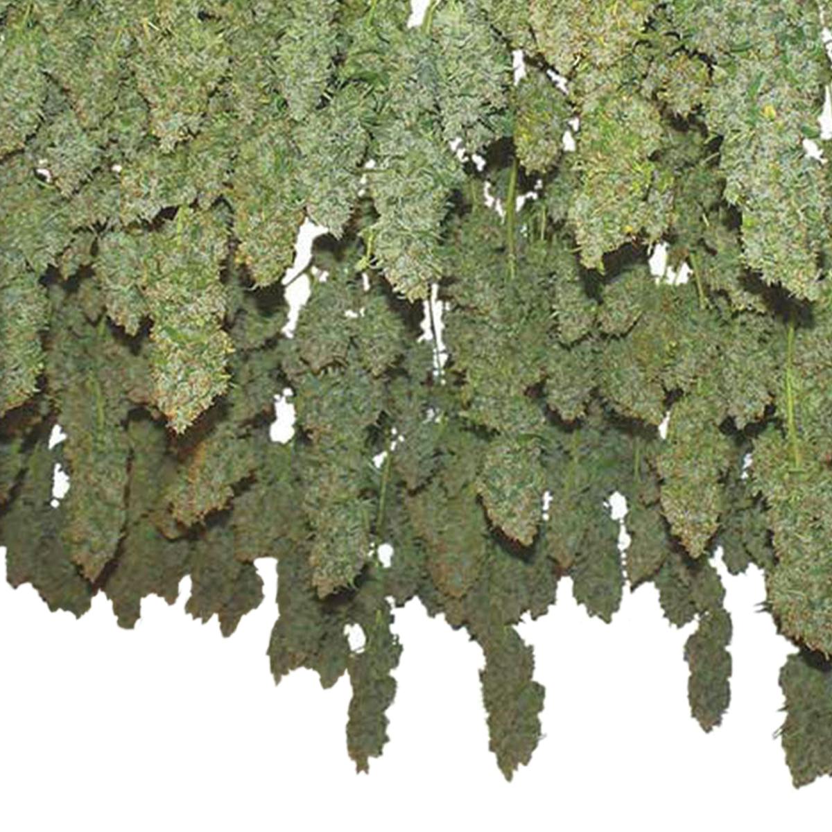 Dutch Passion Seed Company - Power Plant - 1