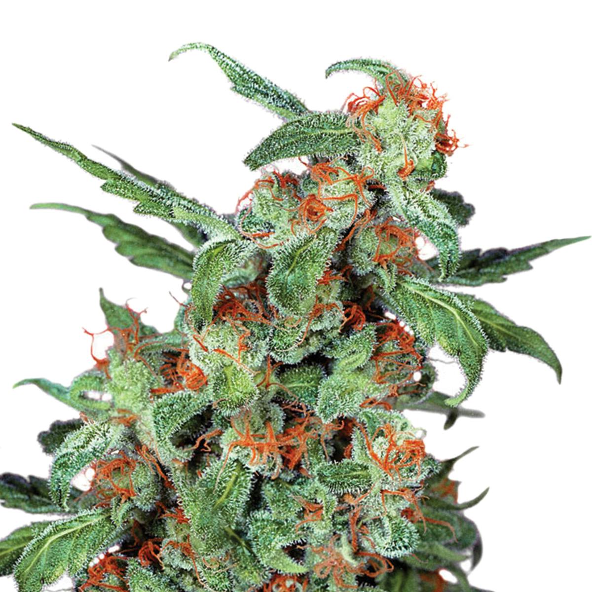 Dutch Passion Seed Company - Orange Bud - 1