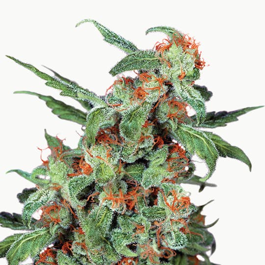 Dutch Passion Seed Company - Orange Bud - 1