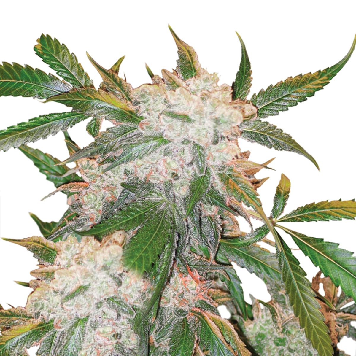 Dutch Passion Seed Company - White Widow - 1