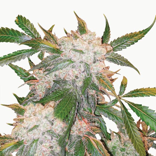 Dutch Passion Seed Company - White Widow - 1