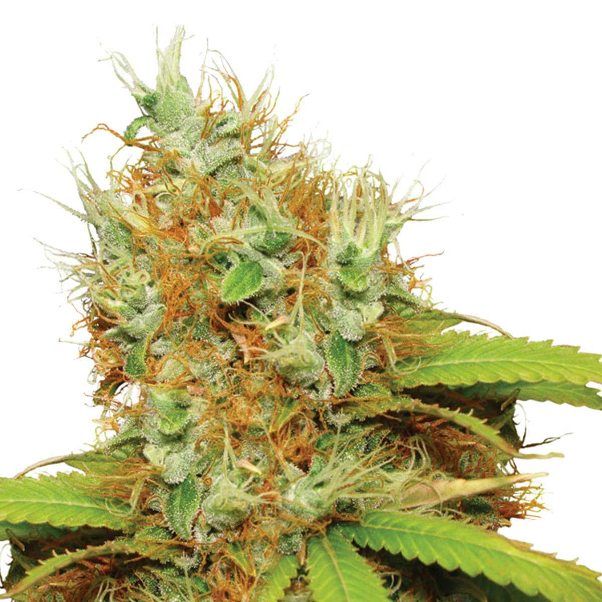 Dutch Passion Seed Company - Mazar - 1