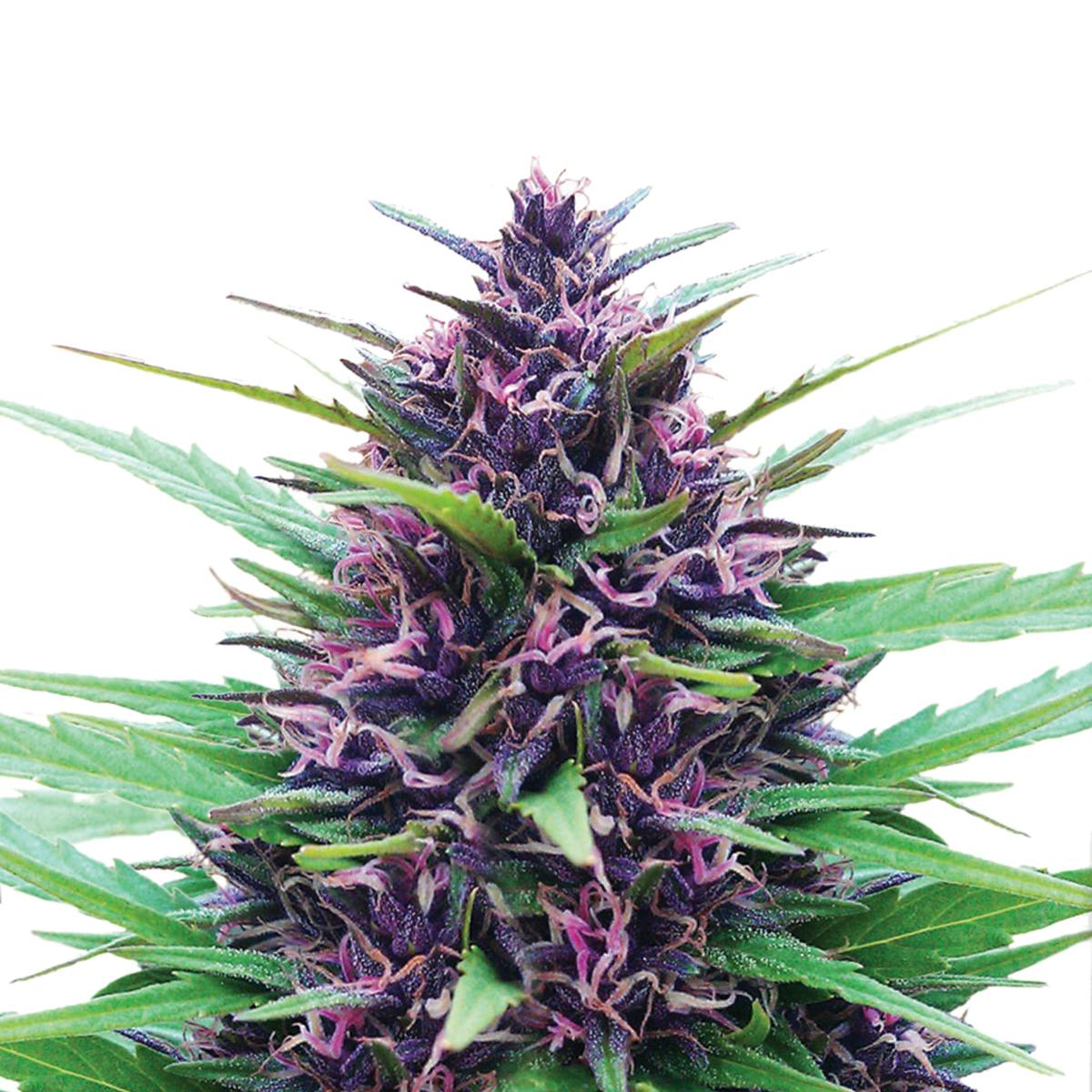 Dutch Passion Seed Company - Shaman - 1