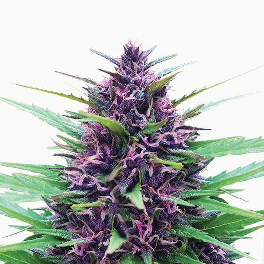 Dutch Passion Seed Company - Shaman - 1