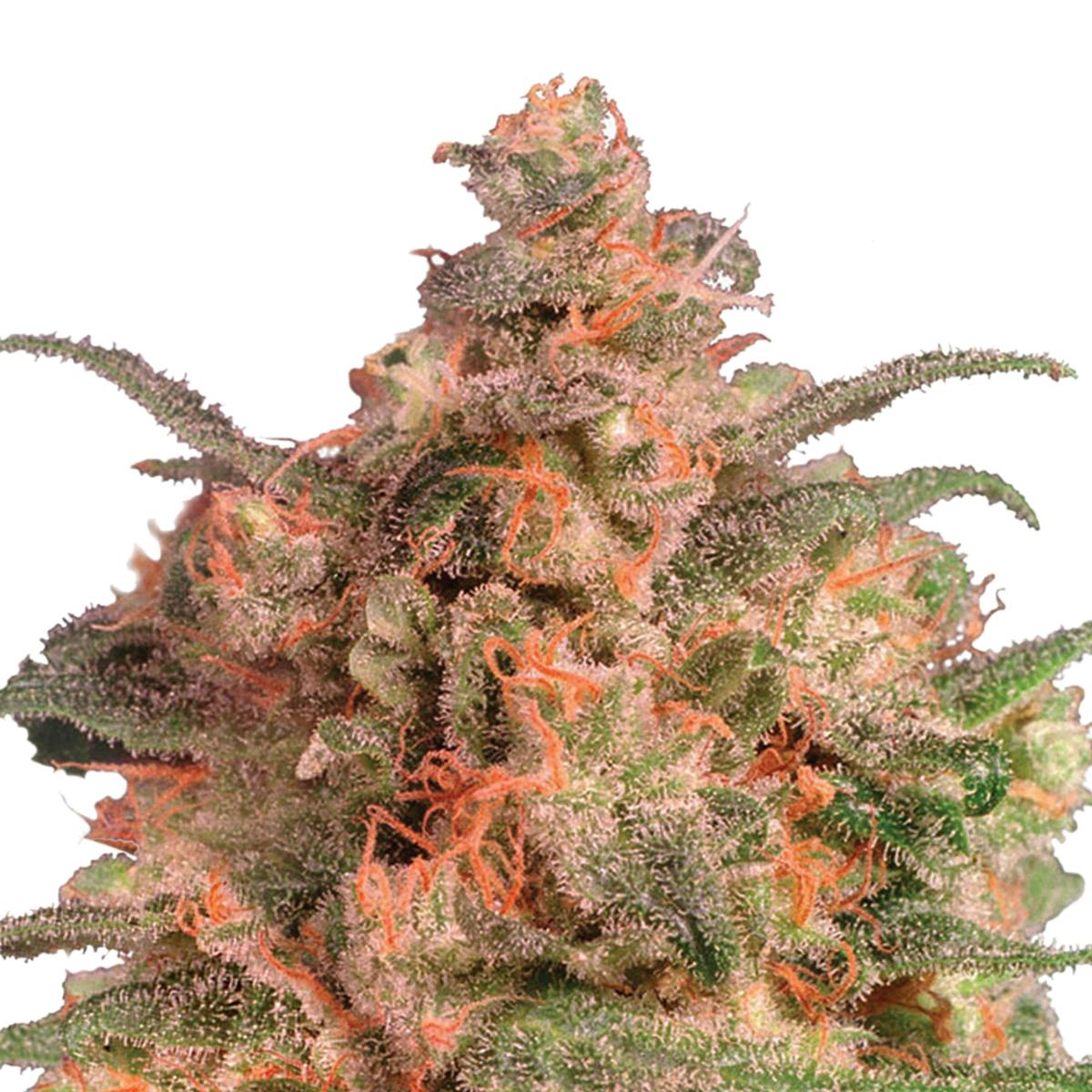 Dutch Passion Seed Company - Brainstorm - 1