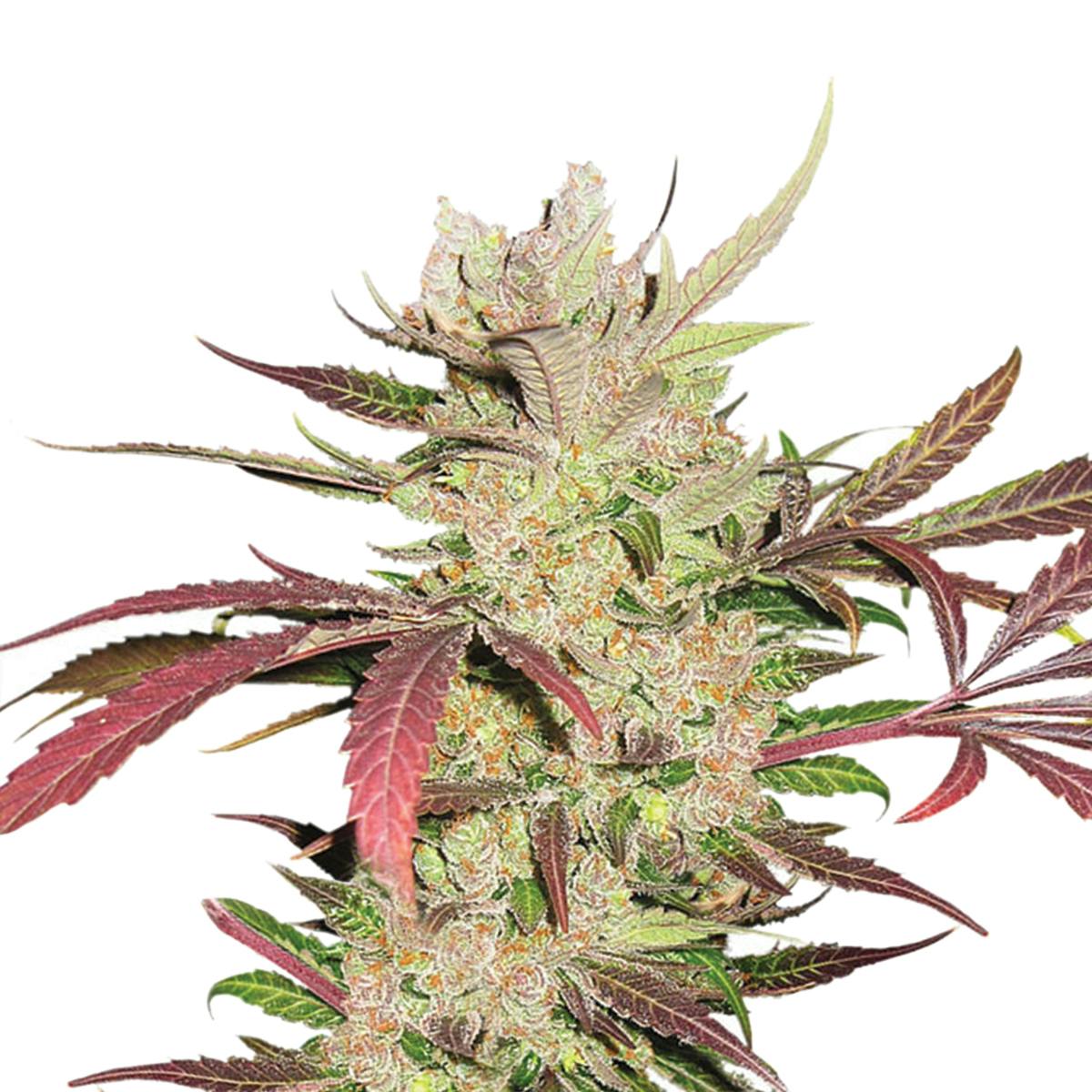 Dutch Passion Seed Company - Master Kush - 1