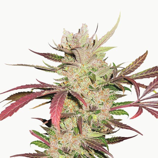 Dutch Passion Seed Company - Master Kush - 1
