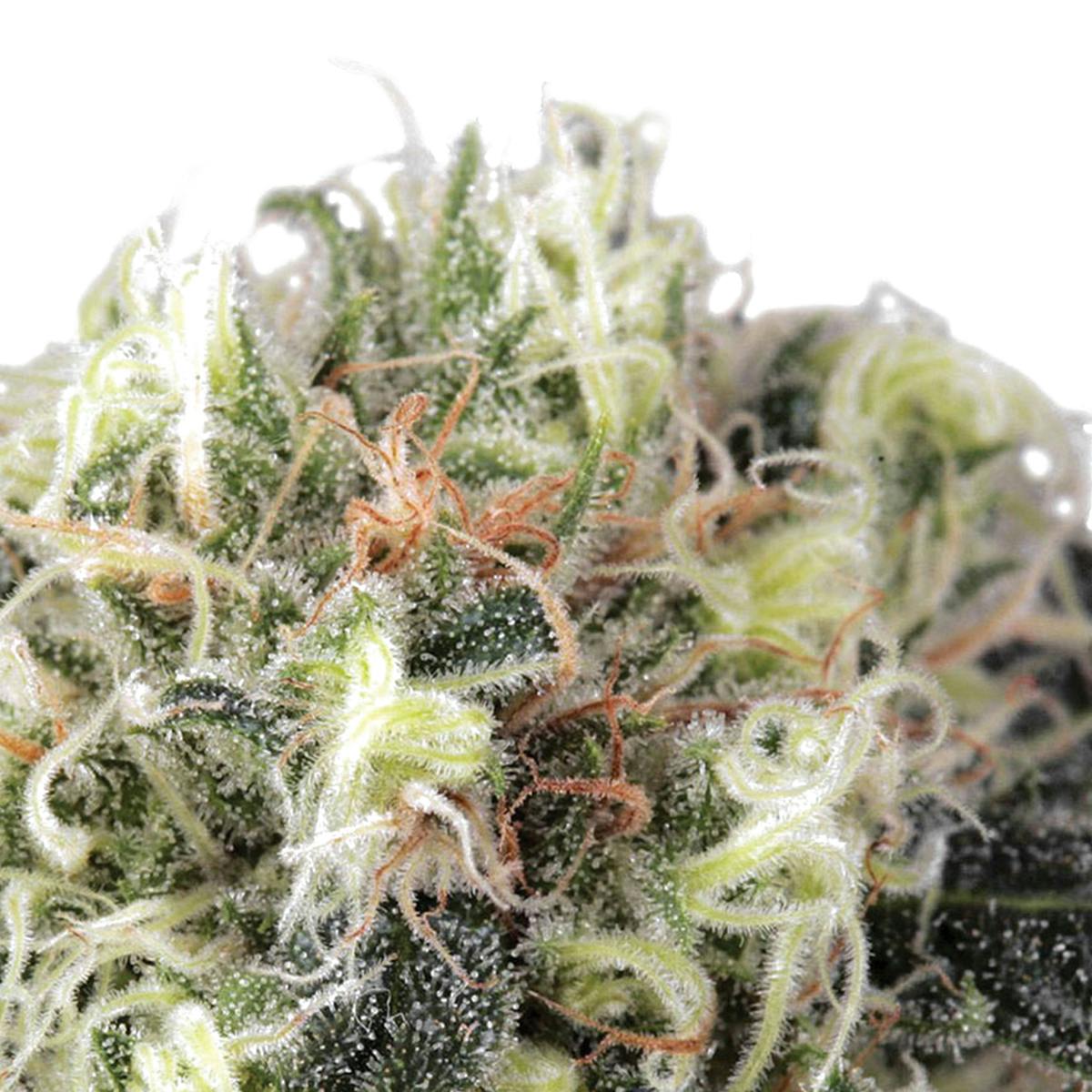 Dutch Passion Seed Company - Snow Bud - 1