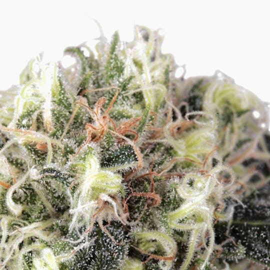 Dutch Passion Seed Company - Snow Bud - 1