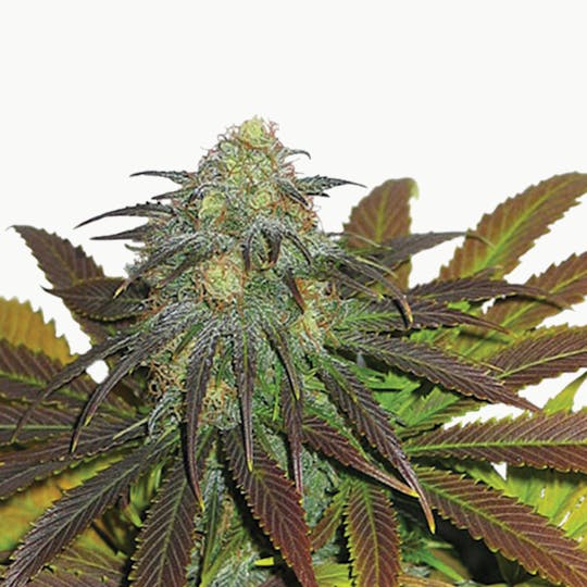 Dutch Passion Seed Company - Californian Orange - 1