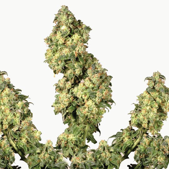 Dutch Passion Seed Company - Ultra Skunk - 1