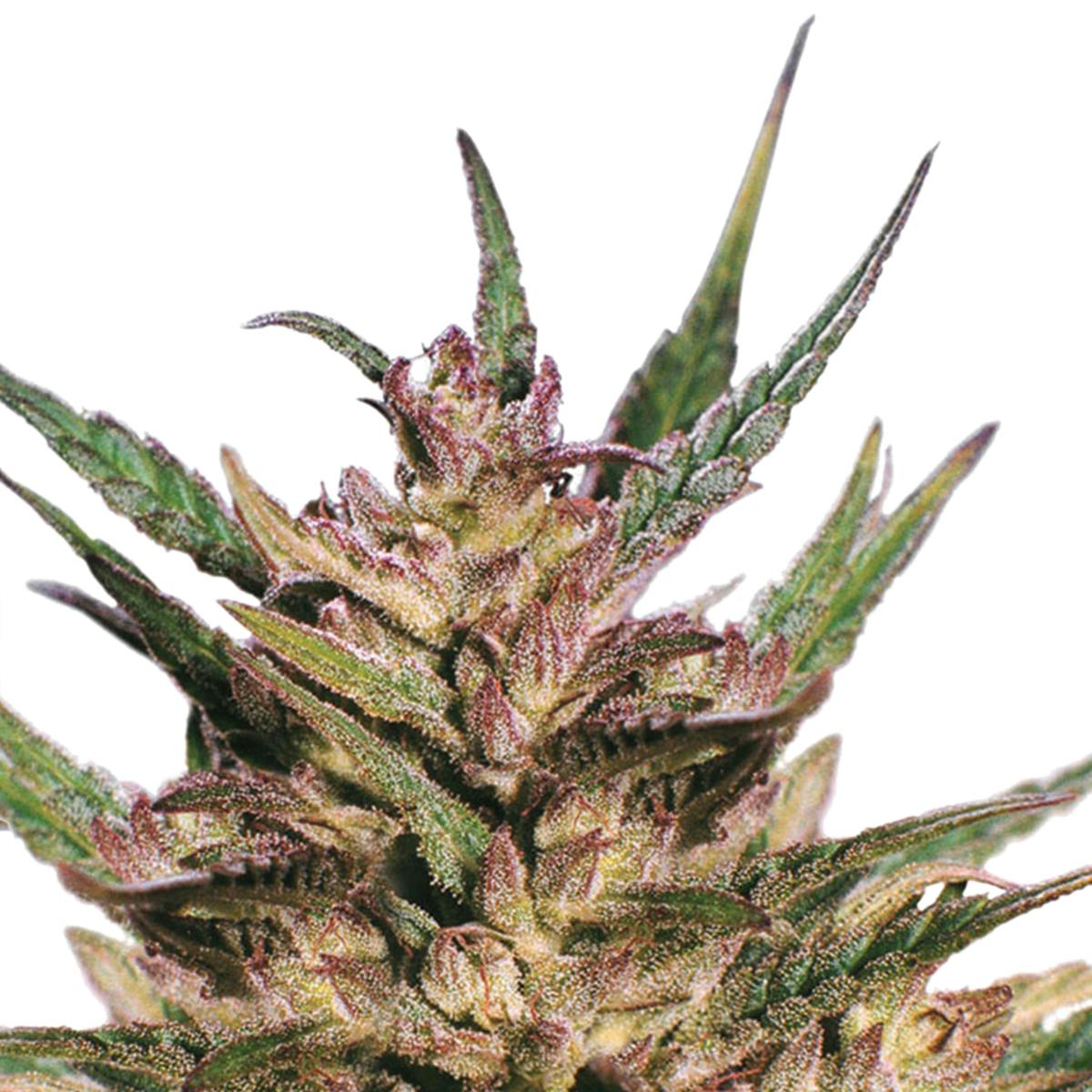 Dutch Passion Seed Company - Passion #1 - 1