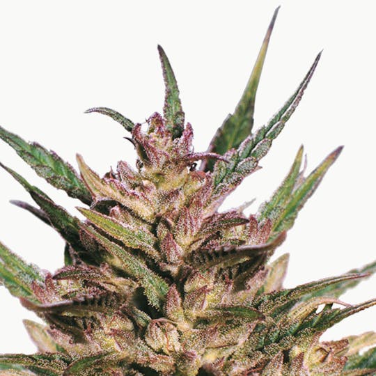 Dutch Passion Seed Company - Passion #1 - 1