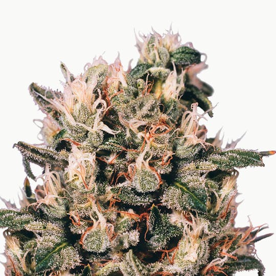 Dutch Passion Seed Company - Euforia - 1