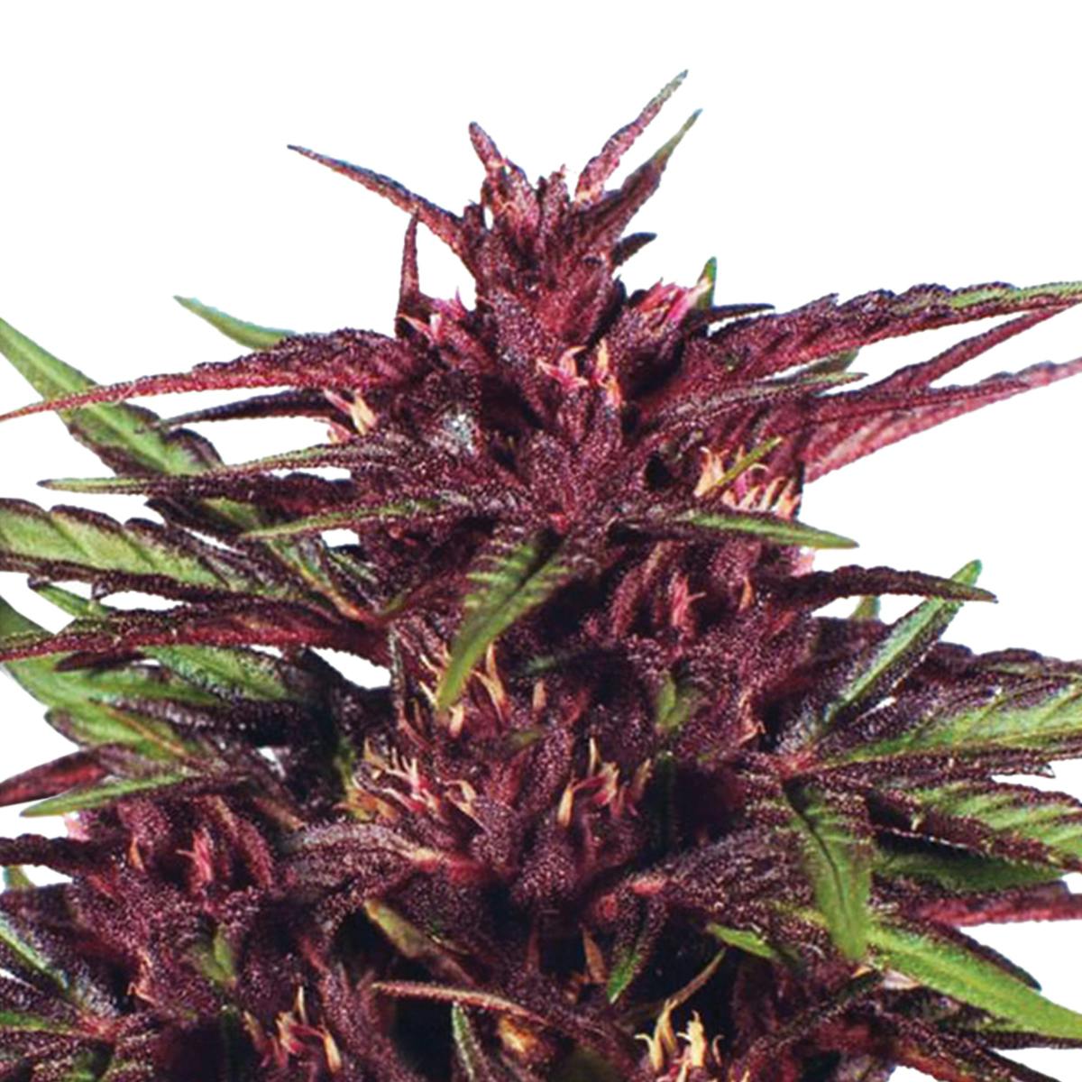 Dutch Passion Seed Company - Twilight - 1
