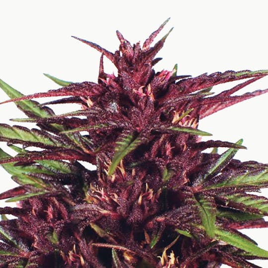 Dutch Passion Seed Company - Twilight - 1