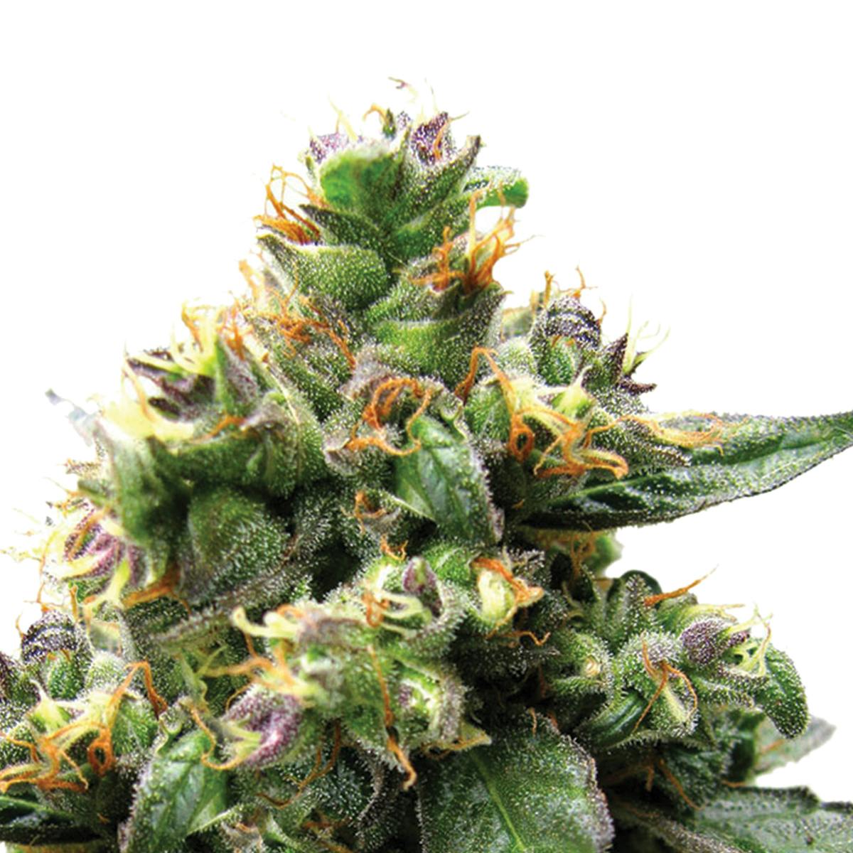 Dutch Passion Seed Company - Trance - 1