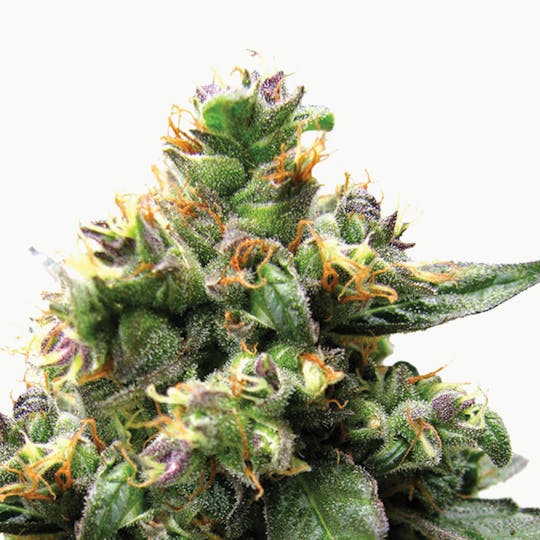 Dutch Passion Seed Company - Trance - 1