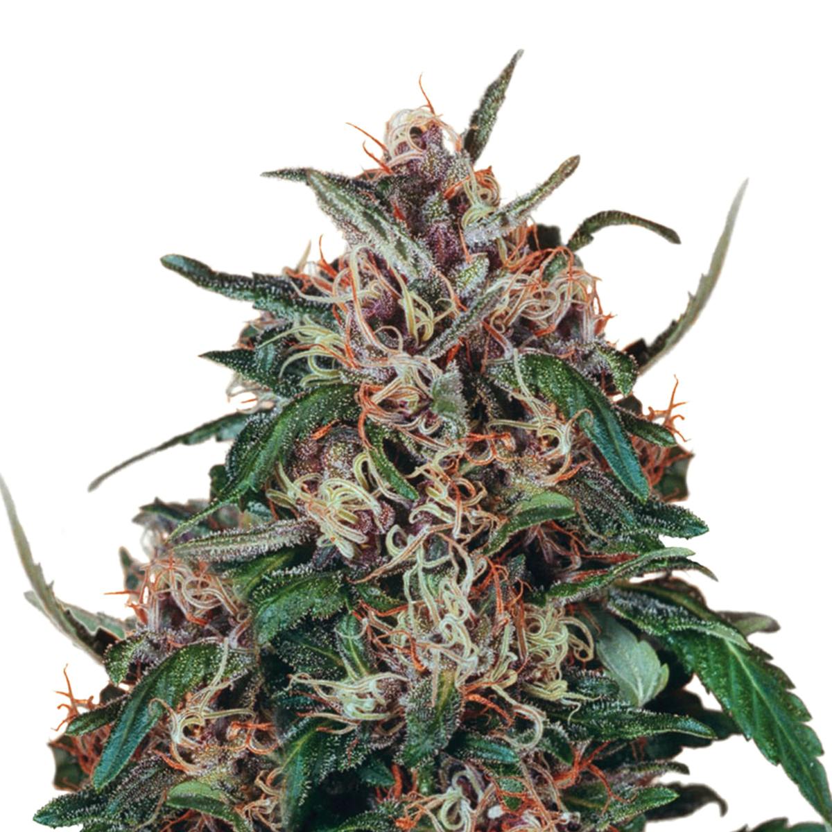 Dutch Passion Seed Company - Hollands Hope - 1