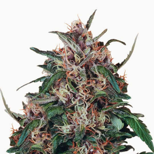 Dutch Passion Seed Company - Hollands Hope - 1