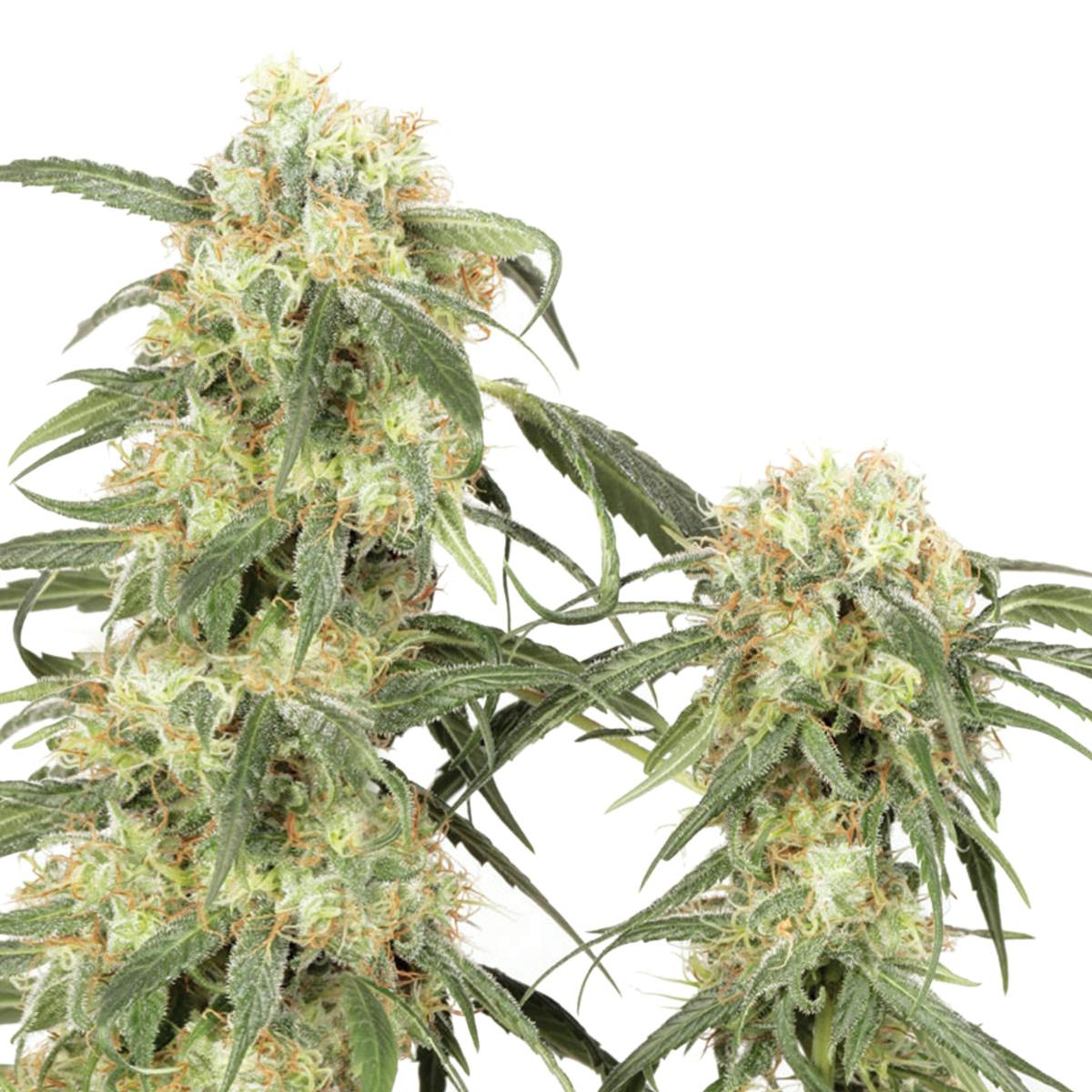 Dutch Passion Seed Company - Pamir Gold - 1