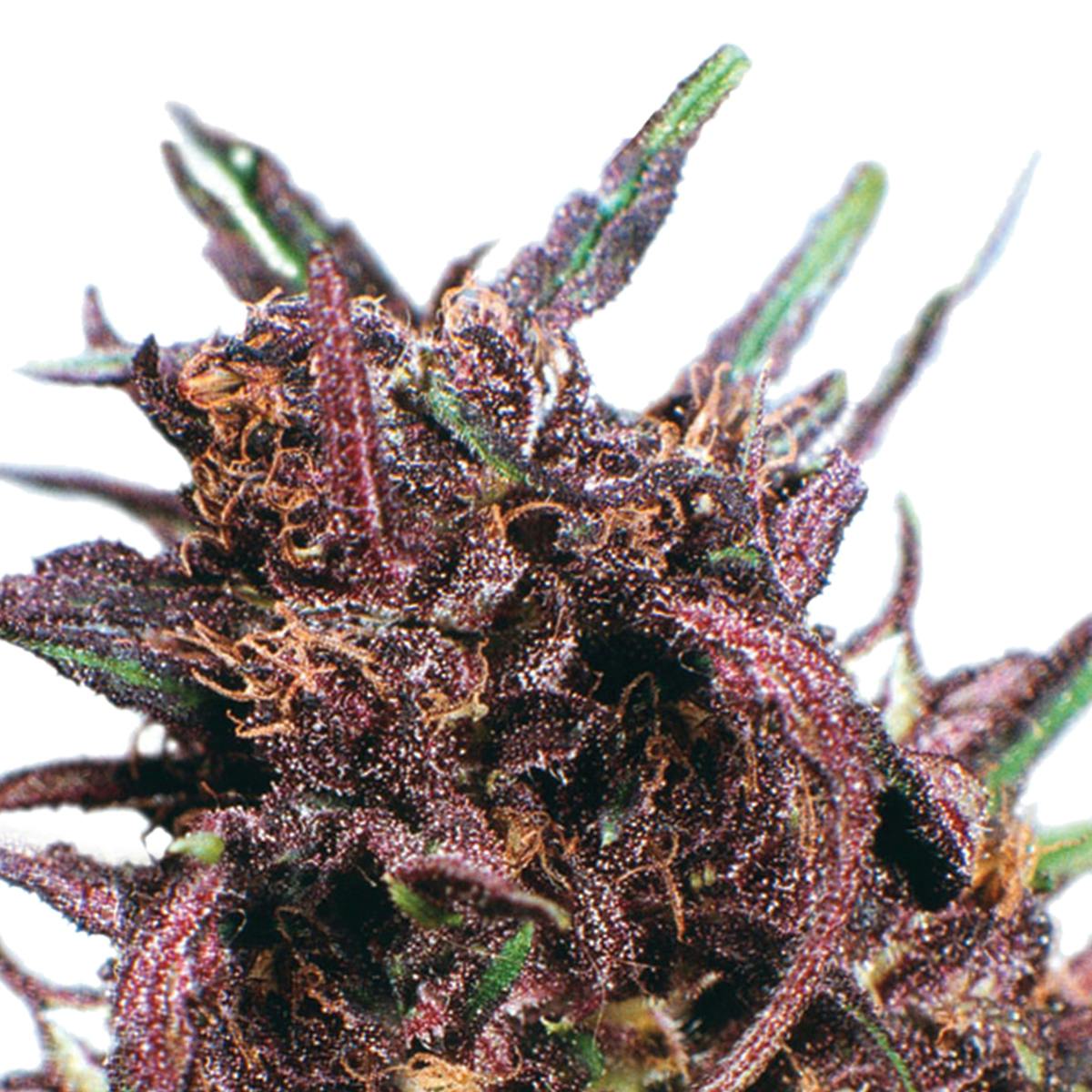 Dutch Passion Seed Company - Purple #1 - 1
