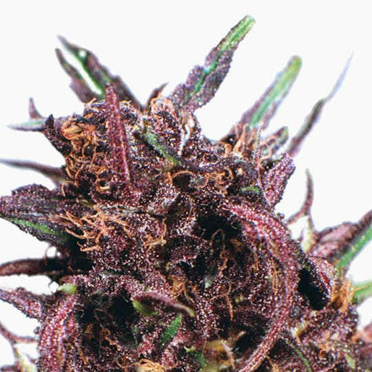 Dutch Passion Seed Company - Purple #1 - 1