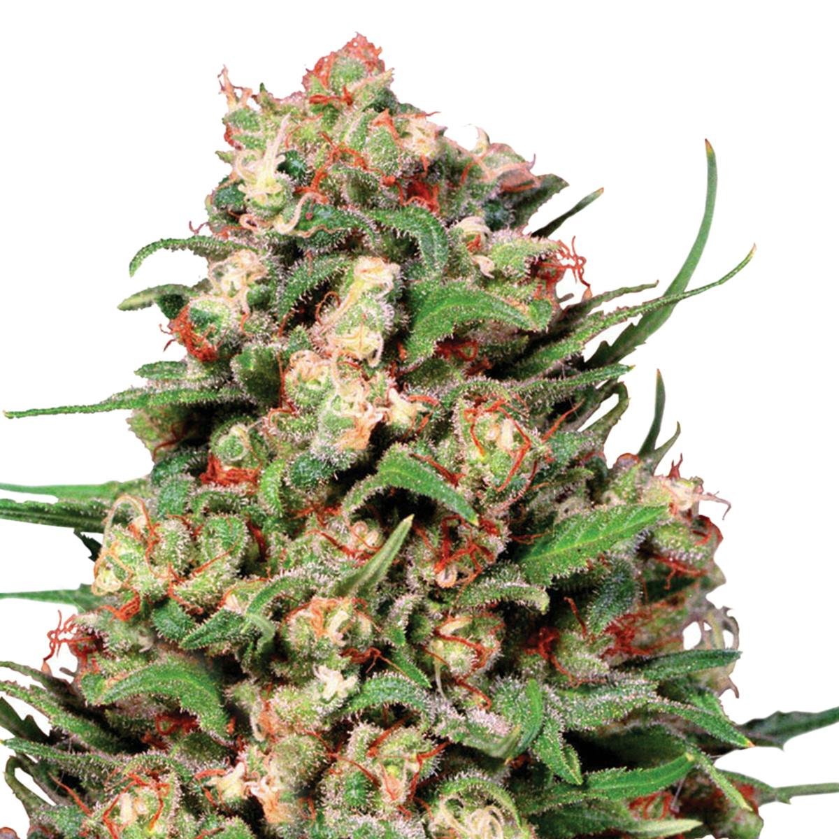 Dutch Passion Seed Company - Skunk #1 - 1