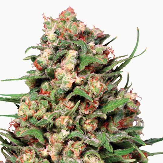 Dutch Passion Seed Company - Skunk #1 - 1