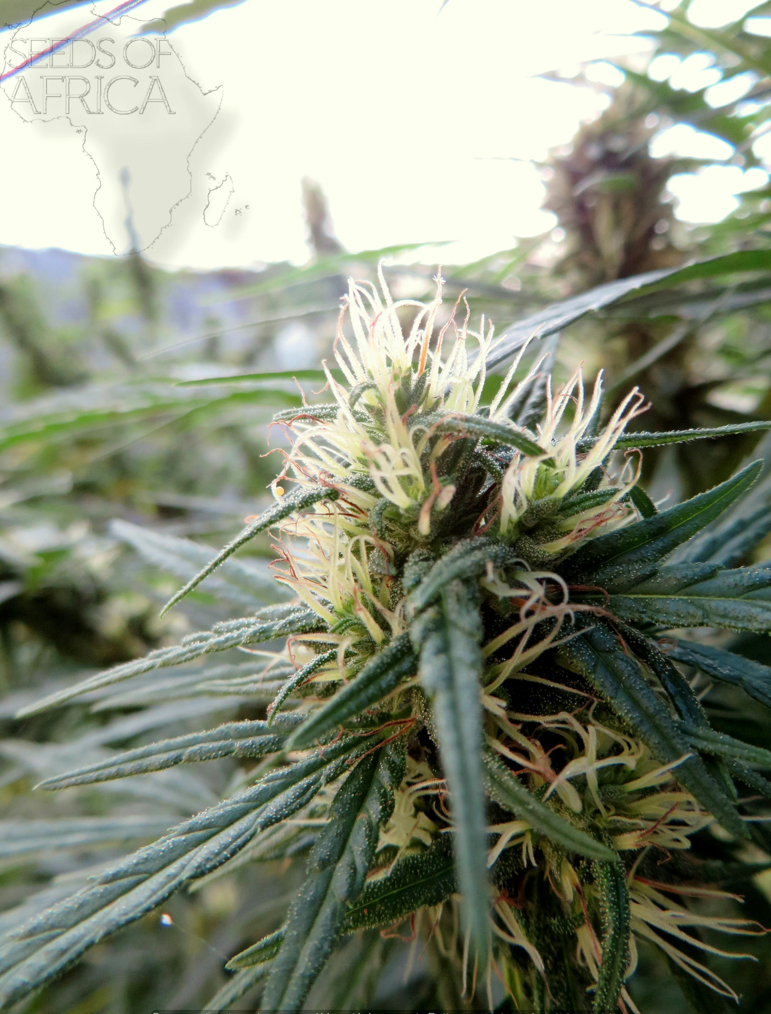 Seeds of Africa - Sotho Heights - 1